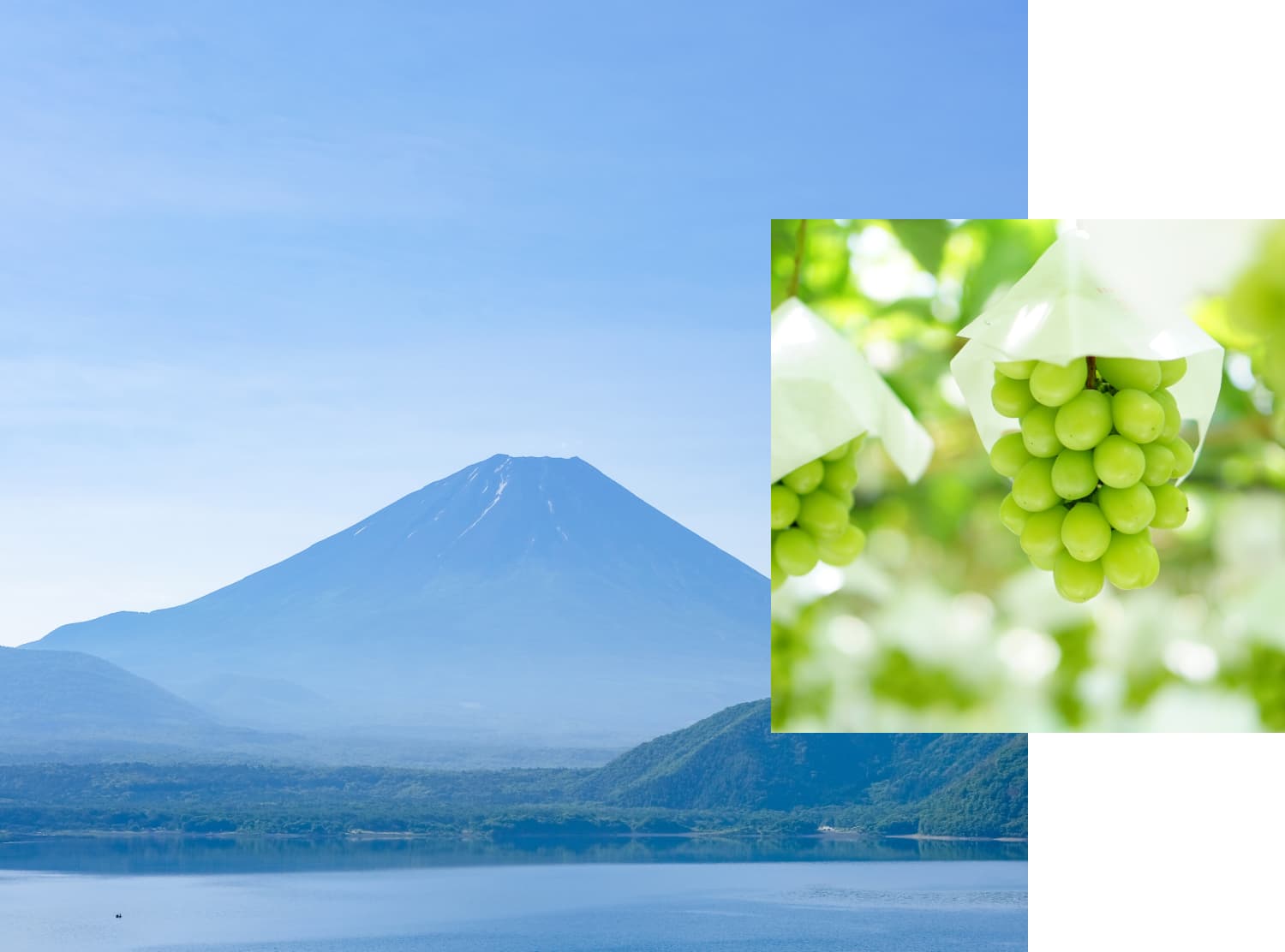 富士山と葡萄の写真