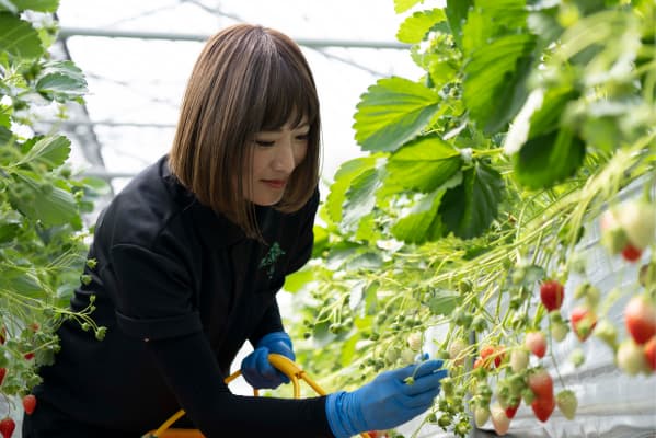 農業体験の様子