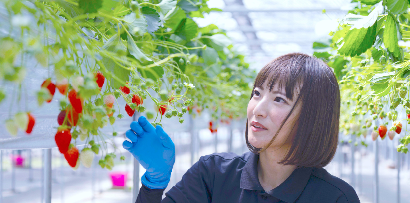 いちご農園の様子